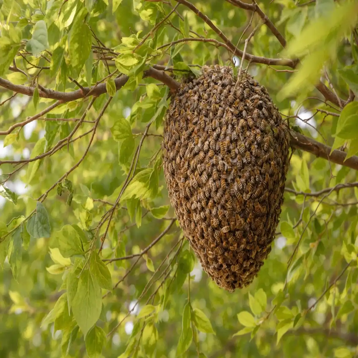 Wild Large Bee Mountain Honey – Pure Raw Mountain Honey