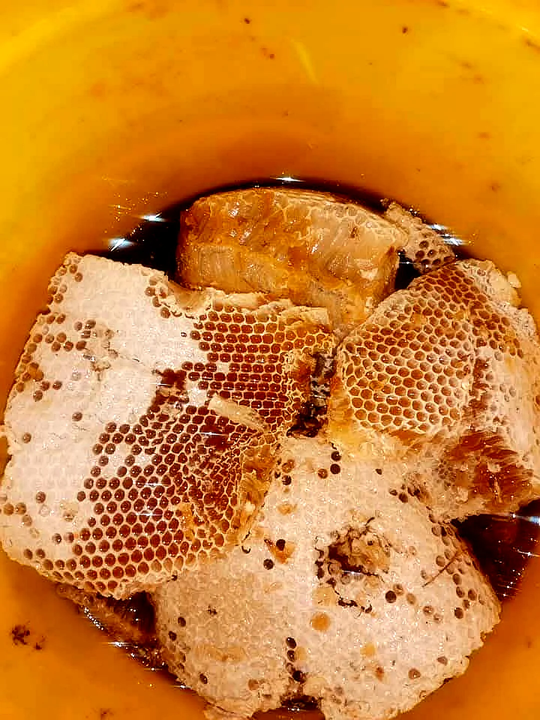 Wild Large Bee Mountain Honey – Pure Raw Mountain Honey