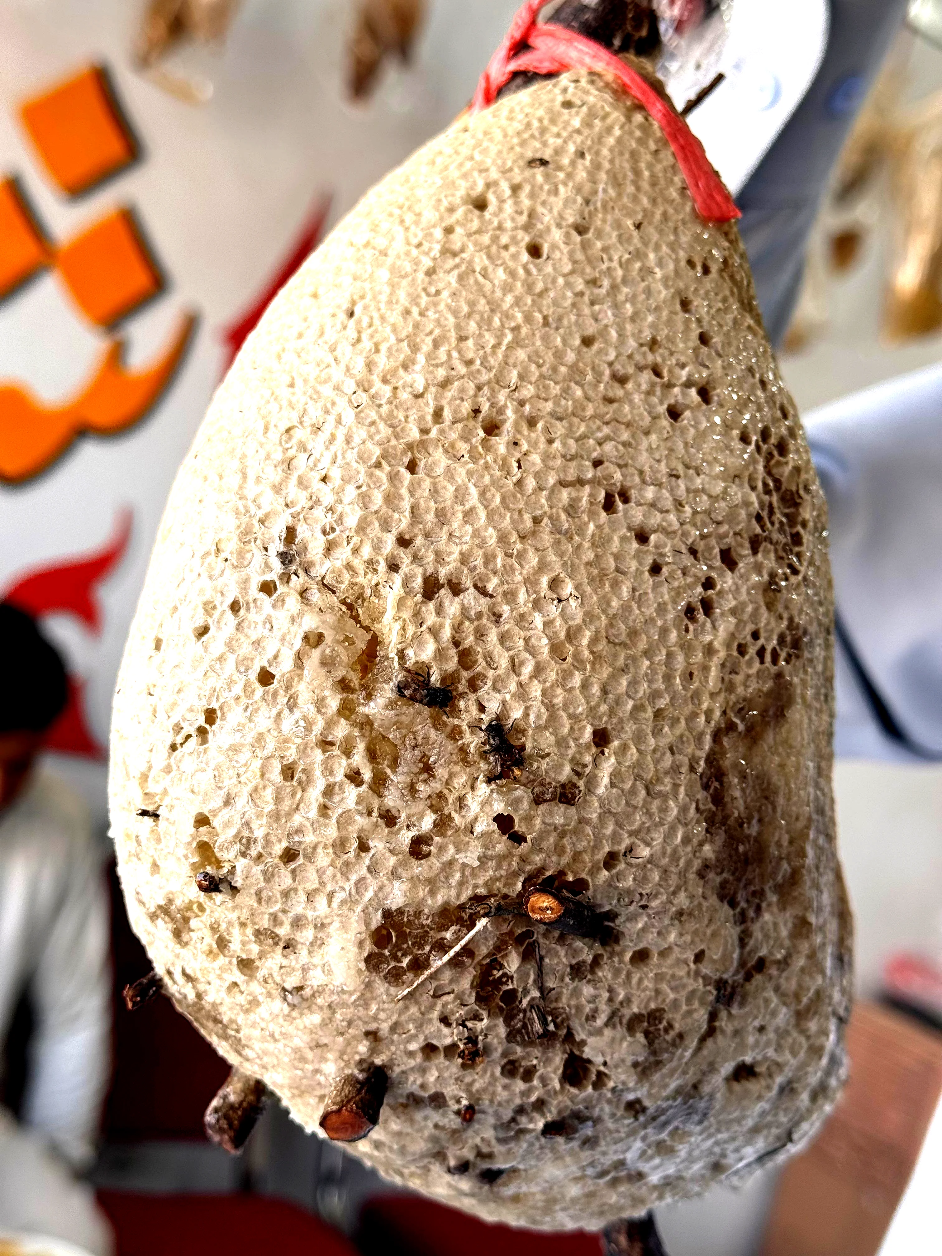 Premium Honeycomb – Large Piece 