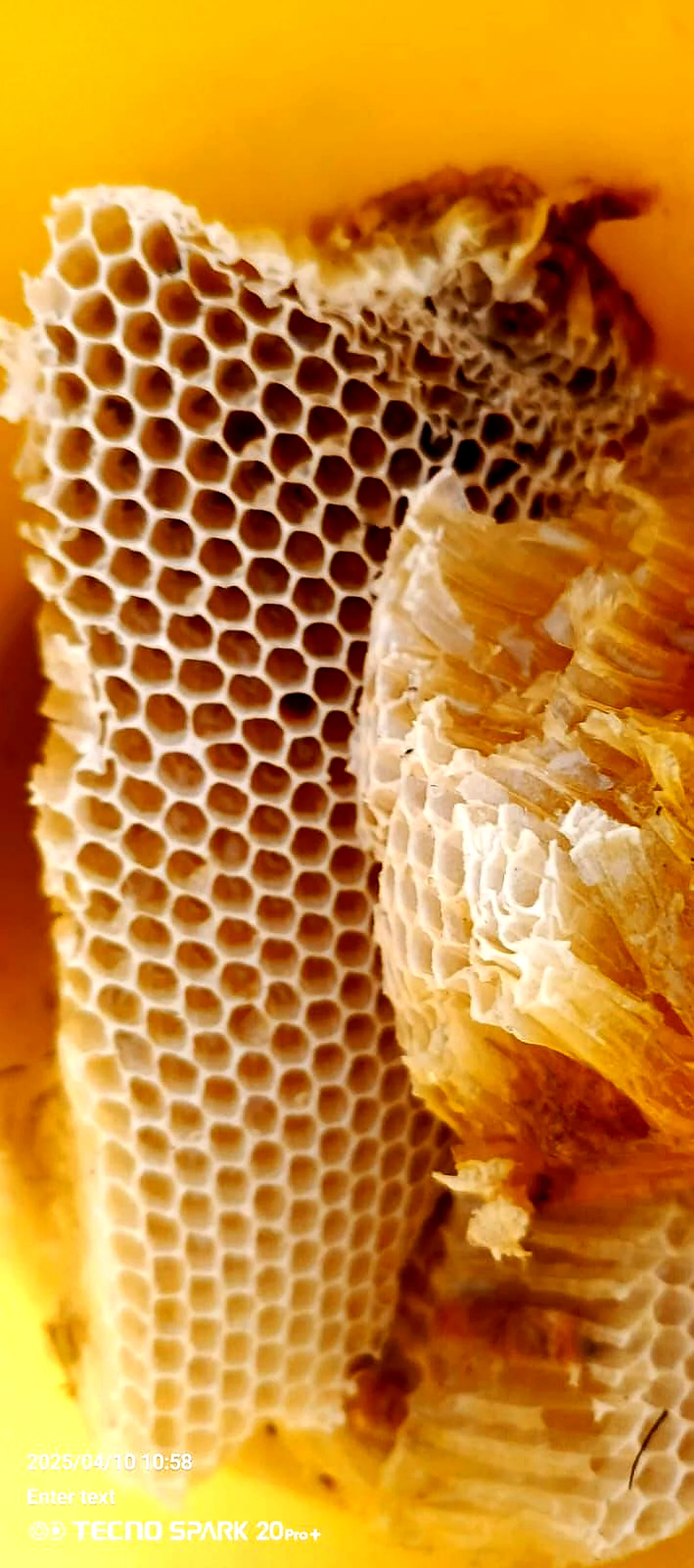 Sidr Small Bee Honey – Premium Bees